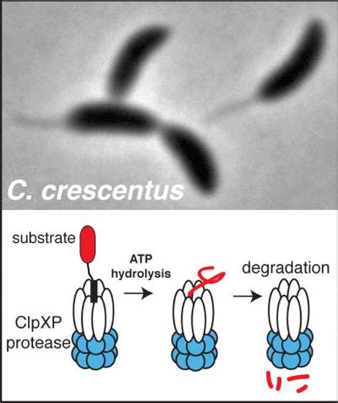 Biochemists identify protease substrates important for bacterial growth ...