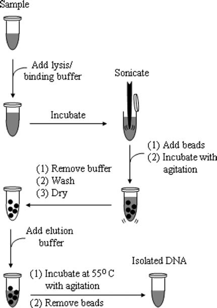 Lysis Buffer Recipe For Dna Extraction | Deporecipe.co