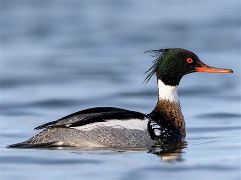 17 Birds that Migrate to Florida (With Photos) - Sonoma Birding