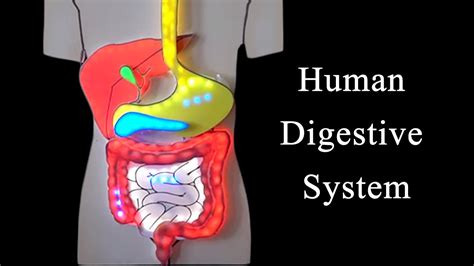 Torso Model Digestive System