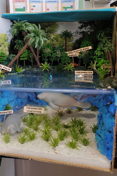 Manatee Habitat Diorama en 2023 | Maquetas de ecosistemas, Maquetas escolares, Maqueta de animales