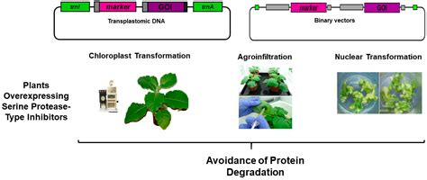 Protease Inhibitors In Food - ipanemabeerbar