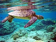 turtle - Wiktionary