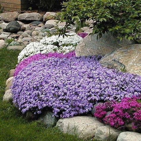 'Emerald Blue' Creeping Phlox | Perennials | Great Garden Plants