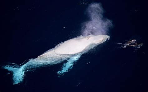 Scientia potentia est: Rare footage captured near Australia: '' It is Migaloo, the white whale ...