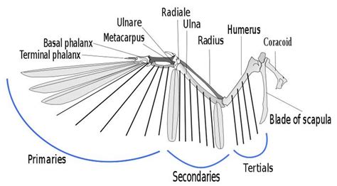 anatomy-birds-wing – WildCare