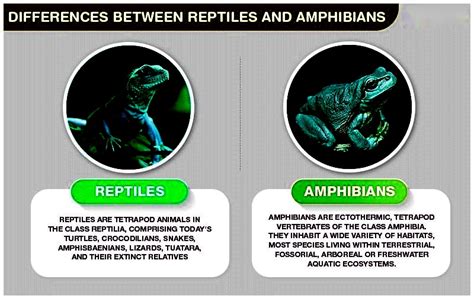 Difference Between Reptiles and Amphibians - Testbook