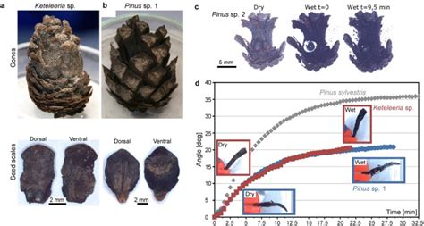 Hygroscopic motions of fossil conifer cones | Scientific Reports