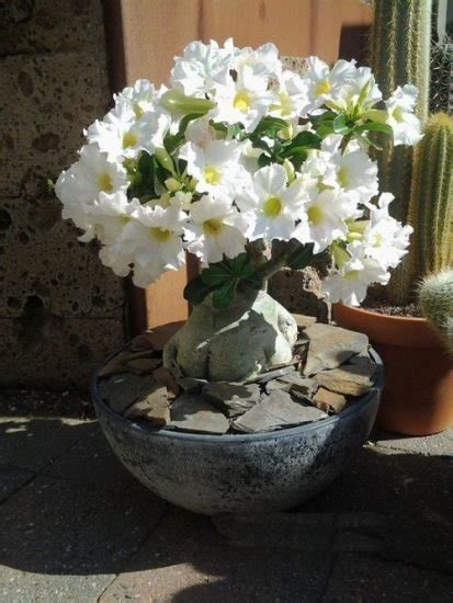 35 Stunning Types of Desert Rose Varieties | Balcony Garden Web