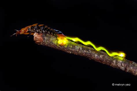 Firefly Larvae Light Trail by melvynyeo on DeviantArt