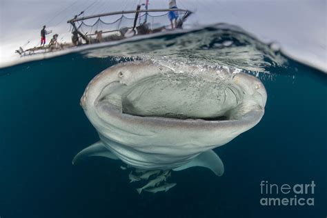 A Whale Shark With Mouth Wide Open Photograph by Mathieu Meur - Fine Art America