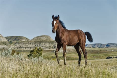 Mustang Horse: Breed Profile