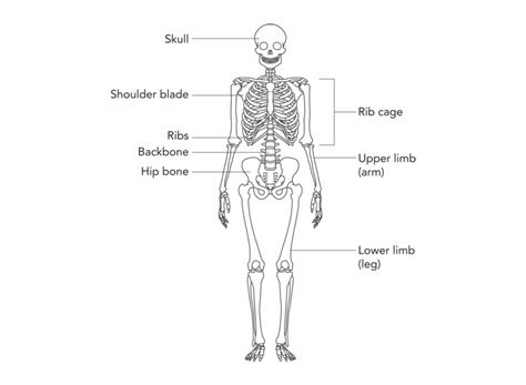 Simple Bone Diagram Human Skeleton Grade 5 - Clip Art Library