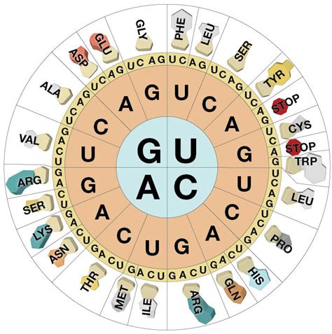 Dna Code Chart