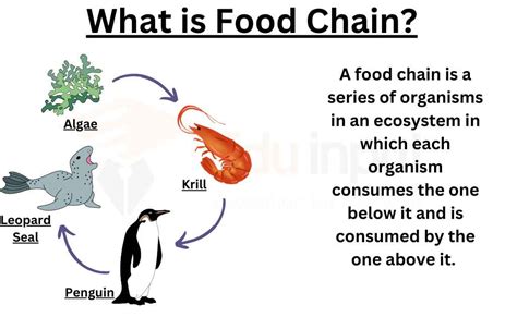 Food Chain (Definition, Types, and Examples)