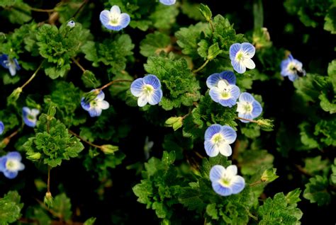 Pretty Flowers Free Stock Photo - Public Domain Pictures