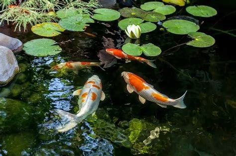 The Ultimate Koi Fish Care And Pond Guide | Fishkeeping World