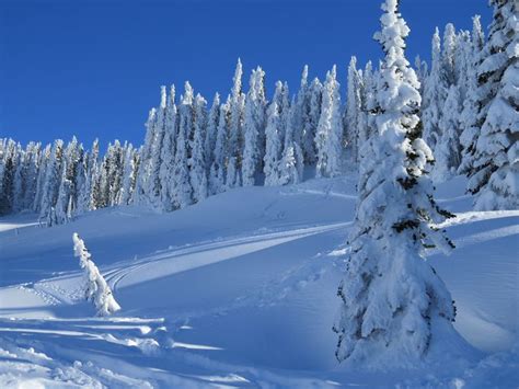 Winter at Paradise - stunning Mt. Rainier | Rainier, Mount rainier ...