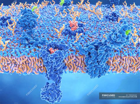 Opioid and cannabinoid receptors in brain cell membrane, illustration. — opiate, medicine ...