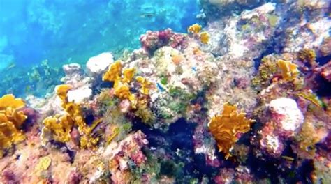 VIDEO: Snorkeling in Montego Bay, Jamaica