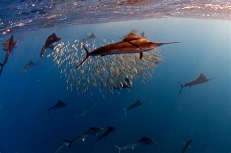 Sailfish – "OCEAN TREASURES" Memorial Library