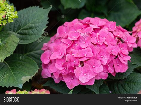 Hydenyia Flower. Image & Photo (Free Trial) | Bigstock