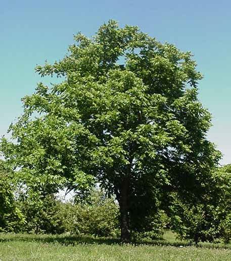 Butternut Tree Photos, Facts on Butternut Trees