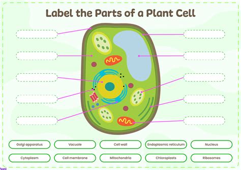 Interactive Parts of a Plant Cell for Teachers | Perfect for grades ...