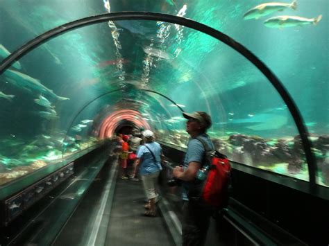 Aquarium Tunnel SeaWorld Orlando | Moving walkway passes bel… | Flickr