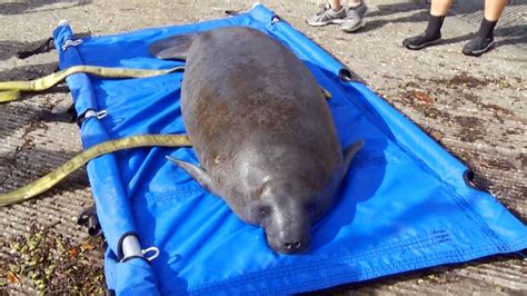 FWC Urges Awareness to Protect Manatees in Migration Season