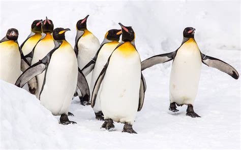 Beautiful Animals In The Antarctic King Penguin Aptenodytes Patagonicus ...