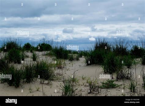 dune grass at the beach Stock Photo - Alamy