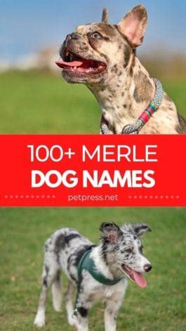 100+ Merle Dog Names for Your Beautiful Coated Pup