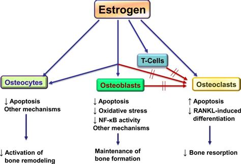 Estrogen Deficiency and Osteoporosis | IntechOpen