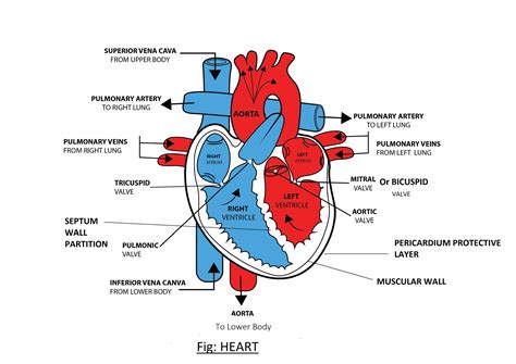 Draw a heart and label the chambers and valves . | Quizlet