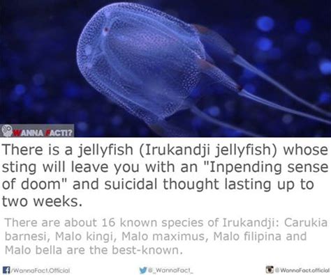 Irukandji jellyfish | Wanna Fact?!