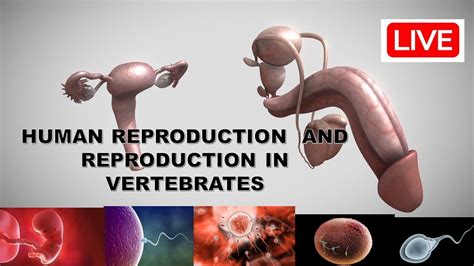 GRADE 12 LIFE SCIENCES :REPRODUCTION FULL TOPIC (REPRODUCTION VERTERBRATE & HUMAN REPRODUCTION ...