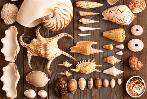 Seashells: Building a Home to Suit Your Lifestyle - ThurstonTalk