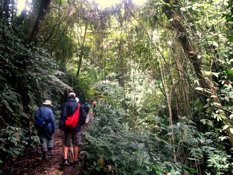 Gilpin Trace, Half-day hike in the Tobago Main Ridge Forest Reserve, Trinidad & Tobago. 1/2-day ...