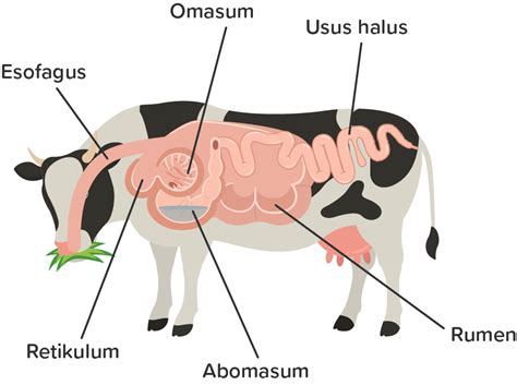 Detail Gambar Sistem Pencernaan Hewan Ruminansia Koleksi Nomer 51