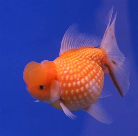 HD Animals: goldfish