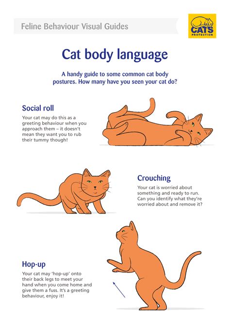 Cat Body Language Visual Guide Download Printable PDF | Templateroller