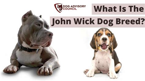 What Is The John Wick Dog Breed? (1, 2, 3, And Their Names)