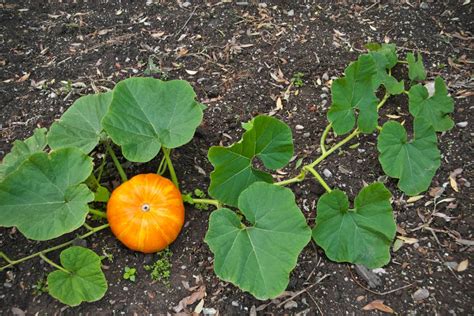 Pumpkin Fertilizer: How to Get the Best Growth – Humboldts Secret Supplies