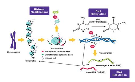 Histone Methylation Gene Expression