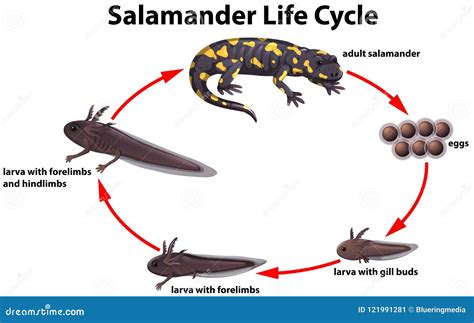 Spotted Salamander Life Cycle