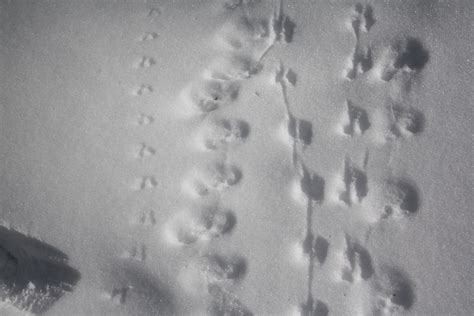 Fisher Cat Tracks In Deep Snow | UploadFuture