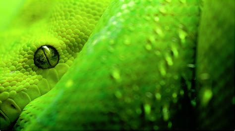 Green Snake Eyes - Wallpaper - Faxo