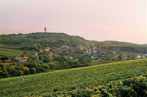 Aligoté: Burgundy’s other white wine plus 26 of the best to seek out ...