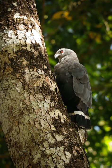 Golden Eagle in Nature · Free Stock Photo